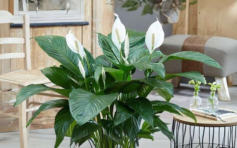 Đối với người mệnh Thủy, hoa Lan Ý sẽ giúp thu hút may mắn và mang lại năng lượng tích cực cho gia chủ