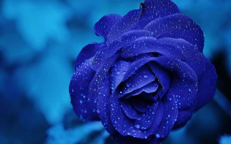 Mặc dù được lai tạo, nhưng hoa Hồng xanh chính là biểu tượng của sự may mắn đối với người mệnh Thủy