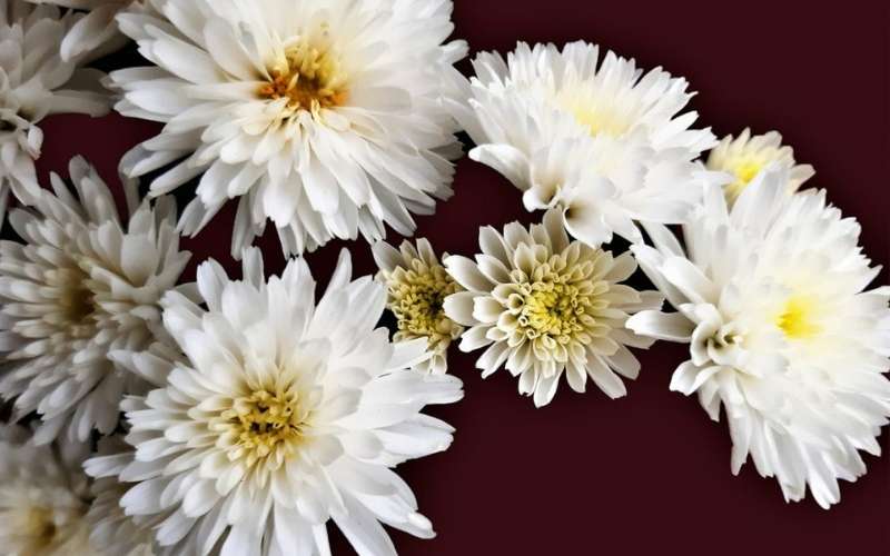 Với vẻ đẹp thuần khiết, hoa Cúc trắng cũng giúp xua đuổi tà ma và thanh lọc không gian đối với người mệnh Thủy