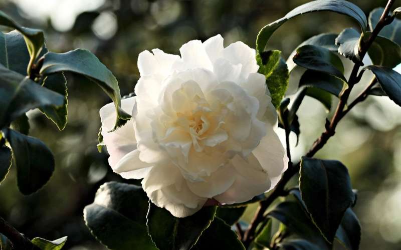 Đối với người mệnh Thủy, hoa Trà trắng mang đến sự bình an, may mắn và tài lộc