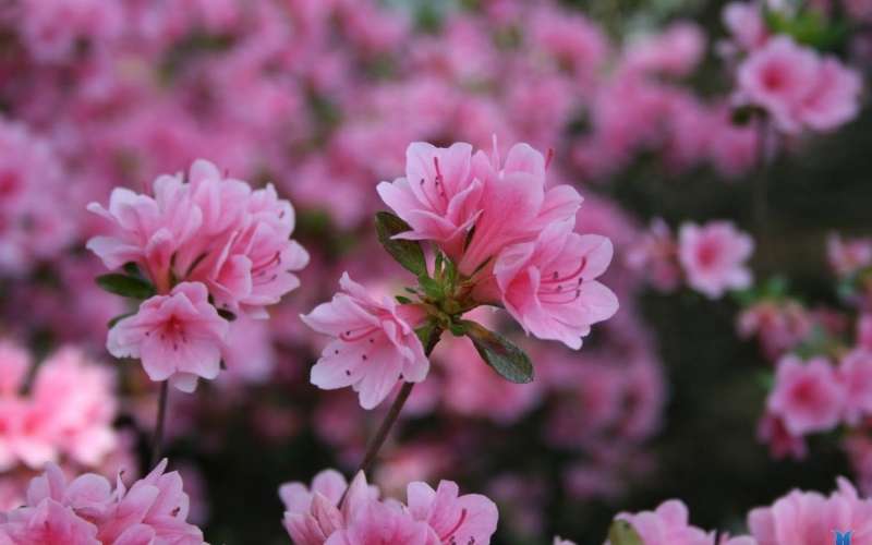 Đối với mệnh Thủy, Đỗ Quyên không chỉ mang lại vận may mà còn giúp cân bằng cảm xúc cho họ