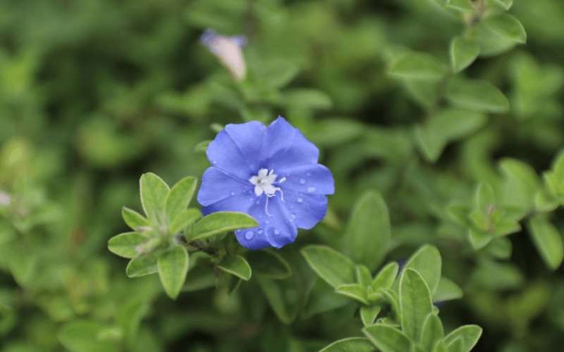 Với người mệnh Thủy, hoa Thanh Tú có tác dụng xua tan muộn phiền và thu hút tài lộc