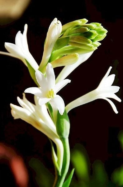 Hình nền đám tang Công giáo