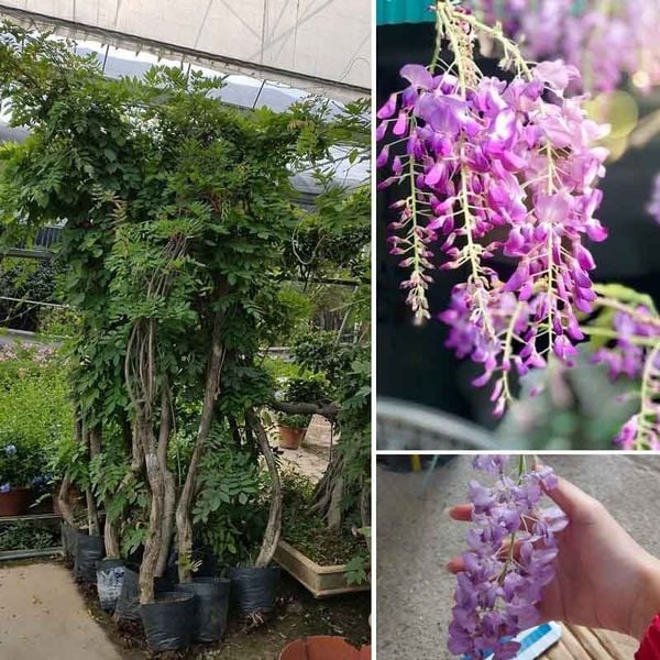 Cách trồng và chăm sóc hoa tử đằng tại nhà