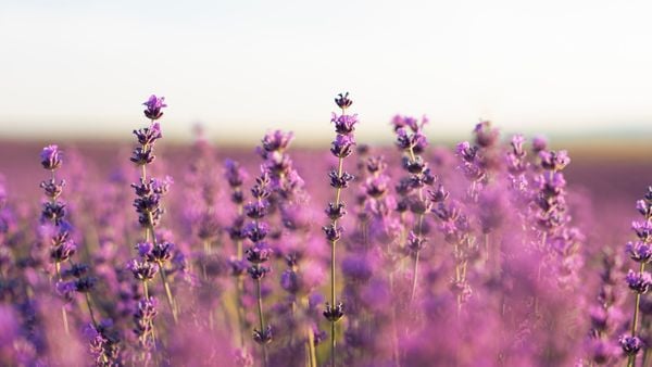 loài hoa tượng trưng cho sự chờ đợi - Lavender