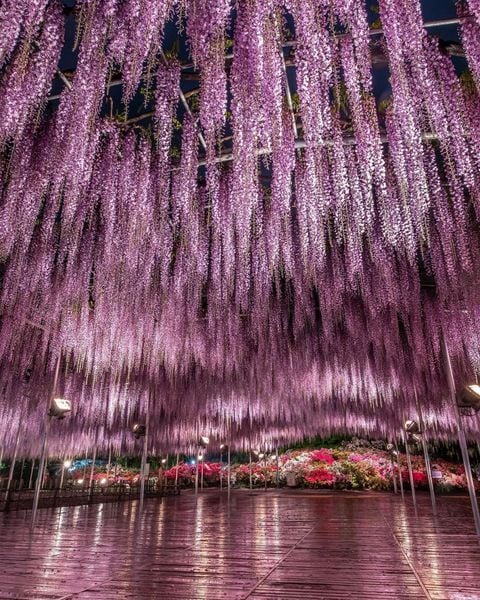 Vào buổi tối, toàn bộ công viên được thắp sáng trông rất ma mị