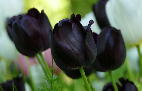 Cùng chiêm ngưỡng vẻ đẹp đầy quyến rũ của những đóa hoa tulip đen (Black Parrot Tulip)