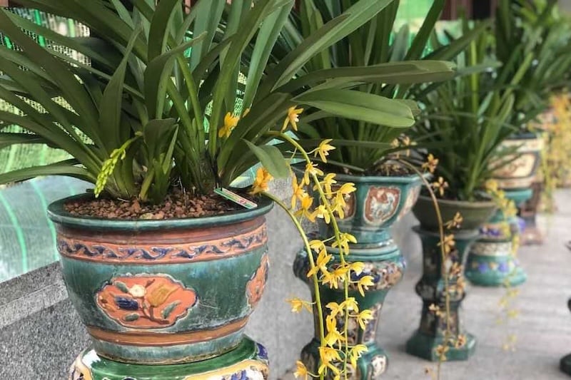 Giá lan kiếm tại Việt Nam rất đa dạng, tùy thuộc vào loại lan, độ quý hiếm và đặc điểm của từng cây