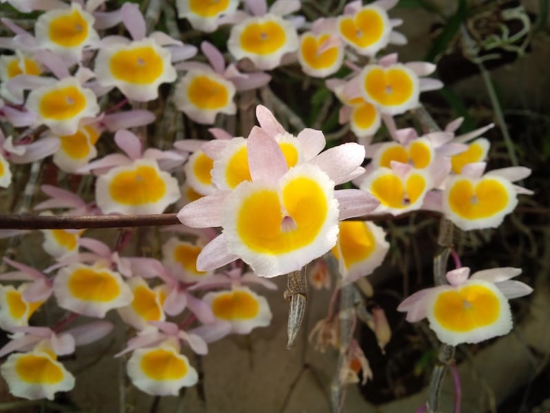 Hoa Lan Long Tu được gọi là dendrobium primulinum (gọi là hoàng thảo Long Tu)