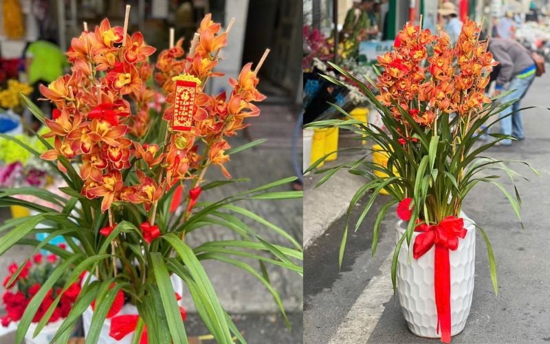 Bình Hoa Địa Lan Cam Lửa - HCB71