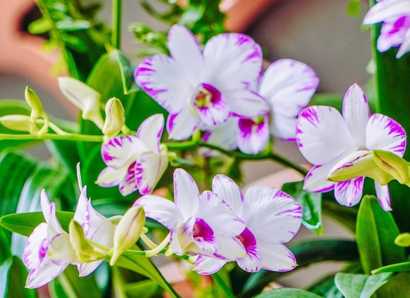 Lan dendro thuộc Chi Lan hoàng thảo
