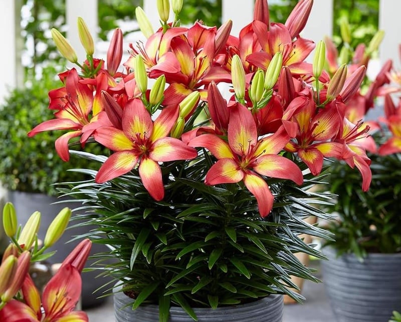 Hướng dẫn chi tiết cách chăm sóc Hoa Ly cắt cành và cây trồng trong chậu