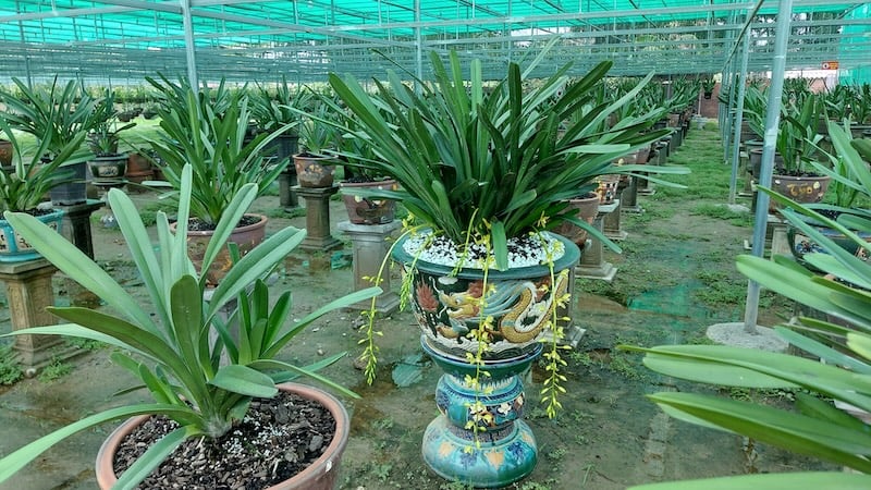 Lan kiếm có phần thân là những bẹ lá dày, rộng từ 3 – 5cm đến 70cm