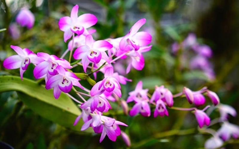 Hình ảnh hoa lan hoàng thảo đùi gà