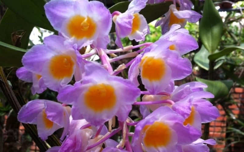 Kiểu tím&nbsp;sở hữu những chùm hoa rực rỡ, màu tím hồng đặc trưng, nở bung thành từng dải dài