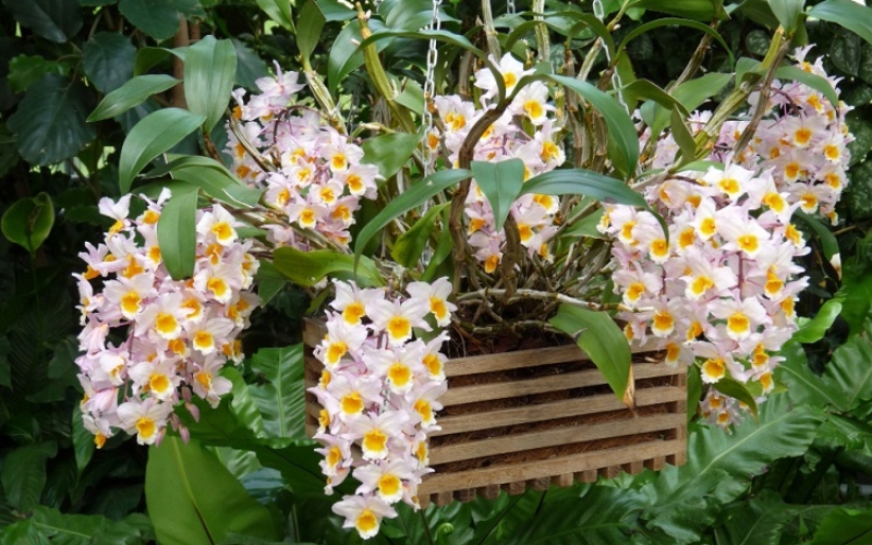 Phong lan kiều vuông rất dễ nhận biết với đặc điểm thân cây cứng cáp và có hình vuông 4 cạnh rõ ràng