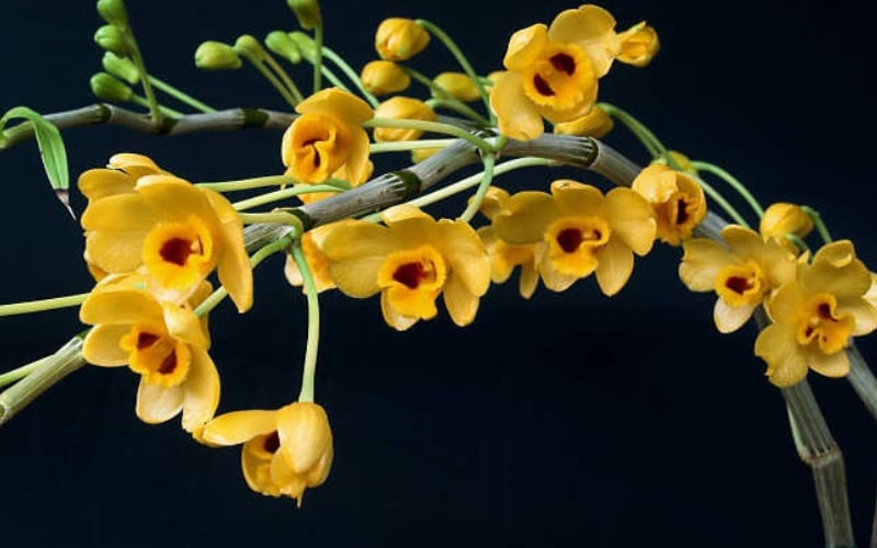 Phong lan phi điệp vàng là loài lan đa thân, được rất nhiều người yêu hoa săn đón