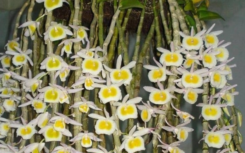 Lan long tu sở hữu một vẻ đẹp thanh thoát, có khả năng thích nghi tốt