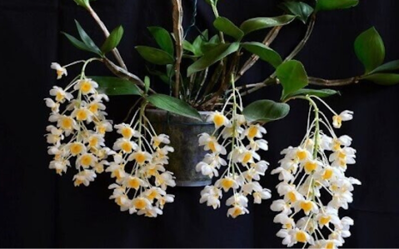 Lan thủy tiên có khả năng sinh trưởng tốt trong nhiều môi trường địa lý khác nhau