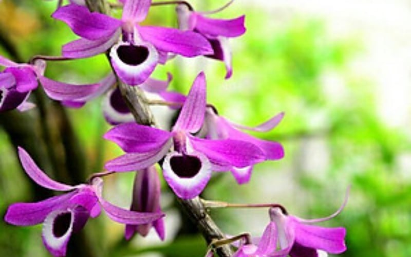 Lan hoàng thào kèn&nbsp;nổi bật với những chùm hoa to, có độ bền cao, lâu tàn