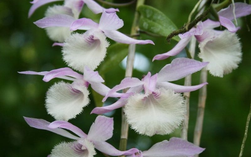 Lan hạc vỹ có thân thòng, dáng vẻ thanh mảnh, nhỏ nhắn