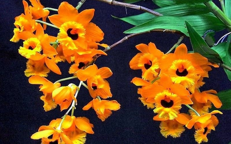 Lan long nhãn thích nghi tốt trong môi trường khí hậu nhiệt đới