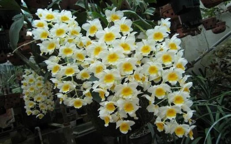 Hình ảnh hoa lan quế hương