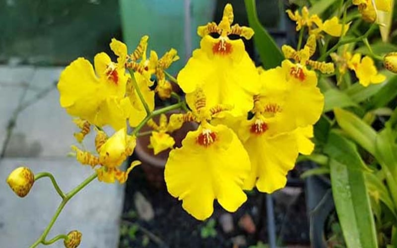 Lan vũ nữ mang một vẻ đẹp sang trọng và có phần hào phóng