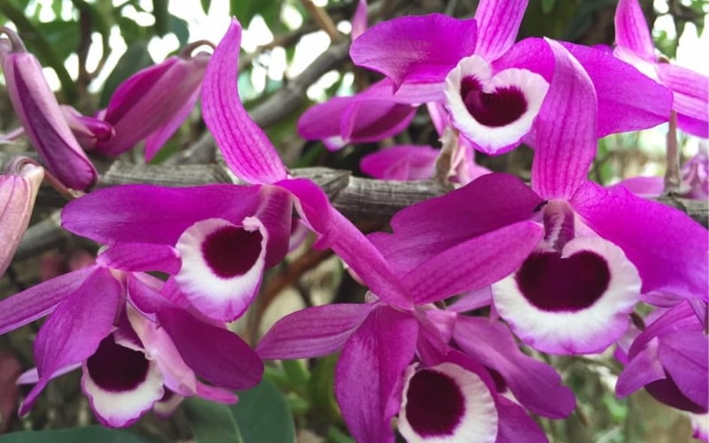 Lan thảo kèn là một trong những loài hoa lan rừng quý hiếm và có vẻ đẹp rực rỡ bậc nhất của Việt Nam