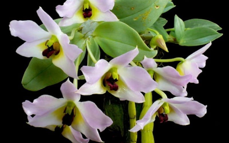 Lan Trần Tuấn thường nở vào mùa xuân, kích thước mỗi bông hoa khoảng 4-5cm