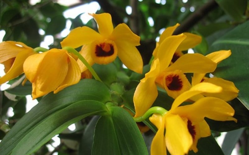 Hoa lan trầm vàng thường nở vào khoảng tháng 3 đến tháng 5 hàng năm
