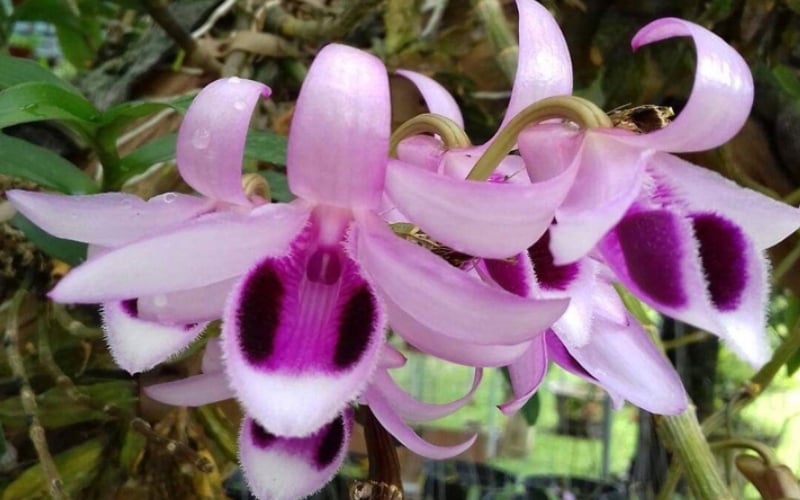 Lan vũ nữ tương đối dễ trồng và chăm sóc