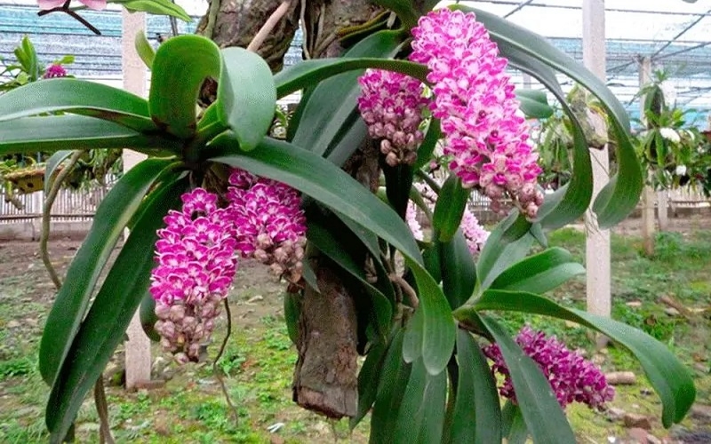 Lan đai châu là loài hoa lan rừng rất được ưa chuộng