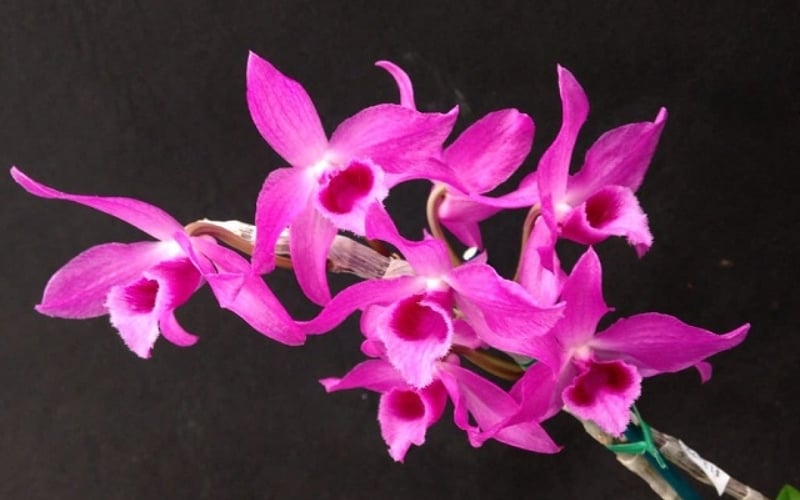 Lan trầm rừng là kết quả của sự lai tạo tự nhiên từ Hoàng Thảo Phi Điệp và Hoàng Thảo Kèn