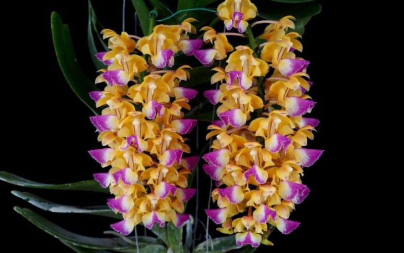 Hoàng nhạn rừng thuộc dòng giáng hương, nổi tiếng với hương thơm đặc biệt