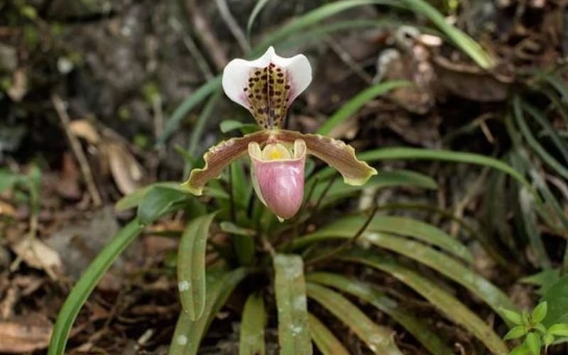 Hình ảnh hoa lan hài