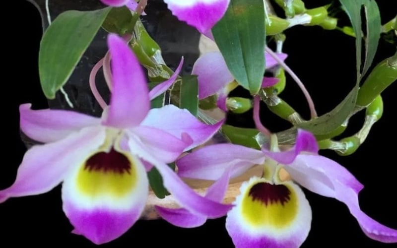 Lan chuỗi ngọc Điện Biên là một loài hoa lan rừng có vẻ đẹp rất lạ mắt và độc đáo