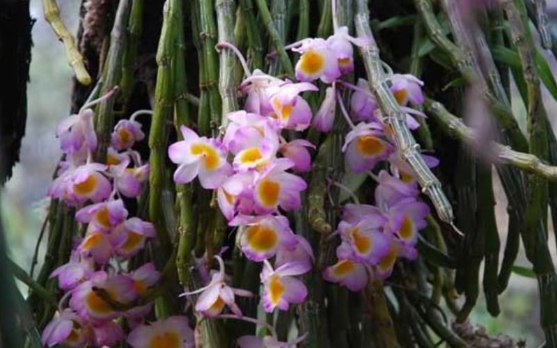 Hoàng thảo long tu là một trong những loài hoa lan rừng được giới chơi lan rất ưa thích