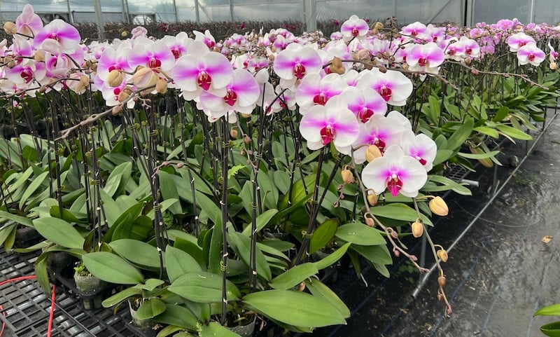 Mặt hoa lan hồ điệp trắng lưỡi đỏ