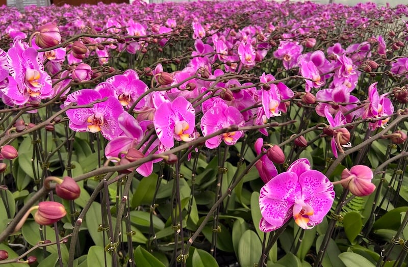 Ảnh mặt hoa lan hồ điệp tím
