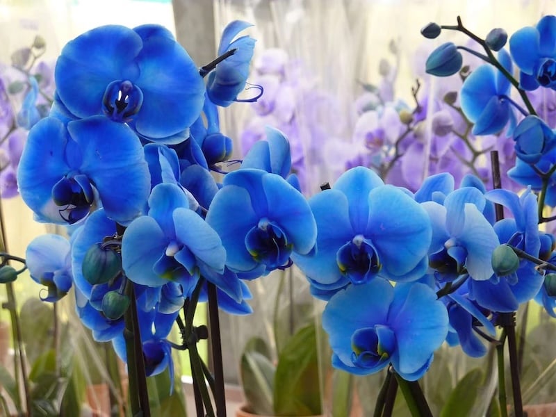 Mặt hoa lan hồ điệp màu xanh dương