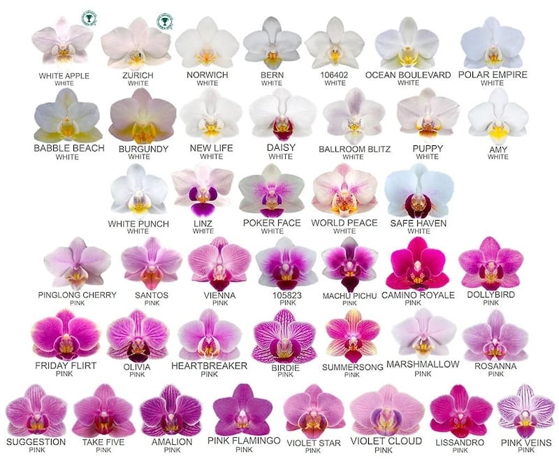 Bảng màu lan hồ điệp chi tiết nhất