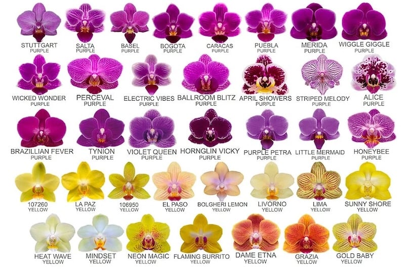 Bảng màu sắc lan hồ điệp chi tiết nhất