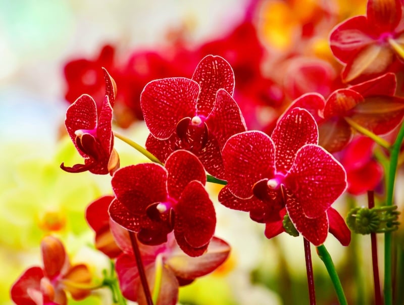 Mặt hoa lan hồ điệp màu đỏ