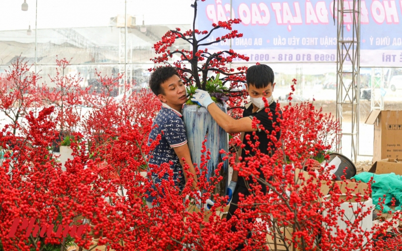 Hoa đào đông đỏ với những chùm quả mọng nước, căng tròn