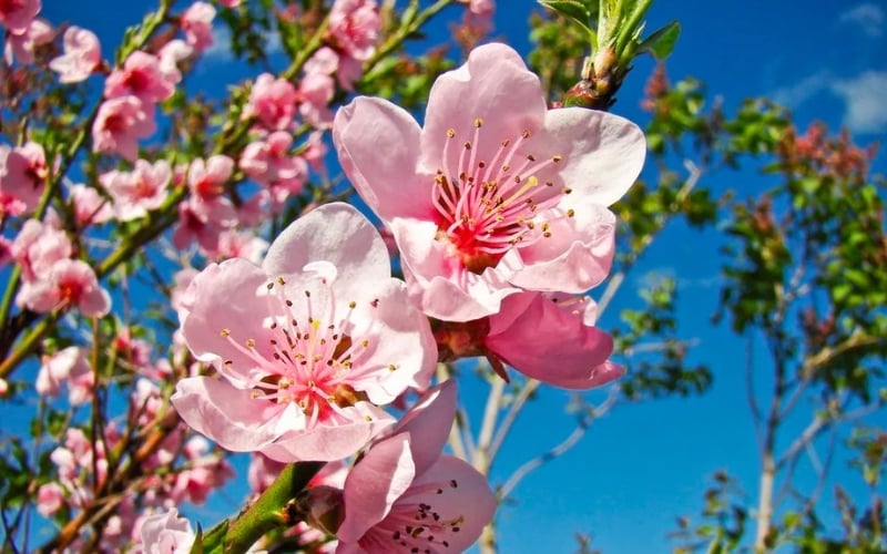 Cành hoa đào hồng thắm đang khoe sắc rực rỡ trong không khí ngày Tết