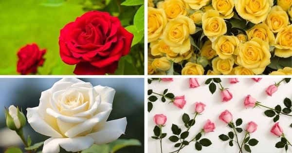 Ý nghĩa của các loài hoa hồng theo màu sắc