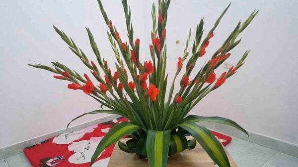 Bình hoa lay ơn chưng Tết mang lại may mắn