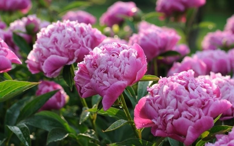 Hoa mẫu đơn được mệnh danh là 