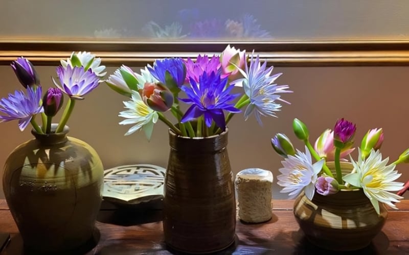 Hoa súng cần được dưỡng trước khi cắm